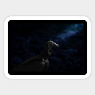 the vulture Sticker